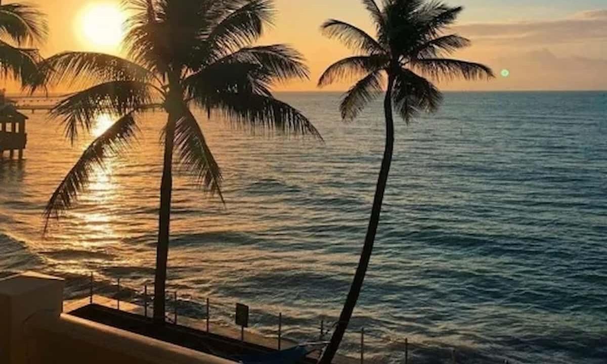 Palm trees at sunset