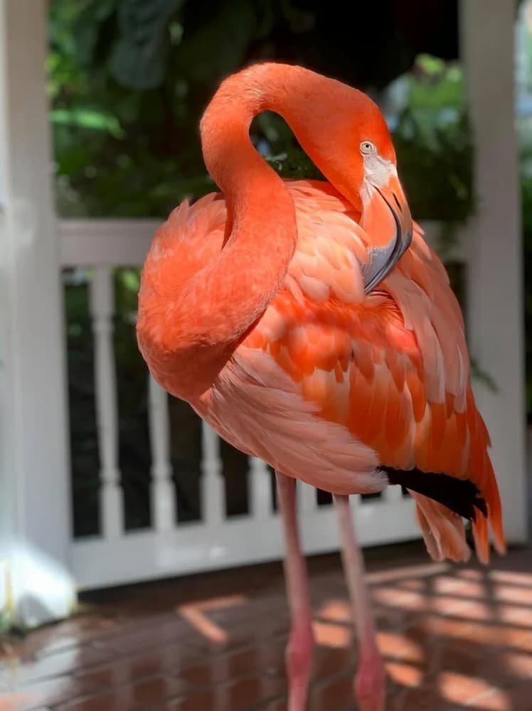 flamingo close up