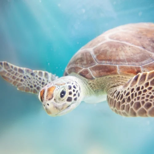 Sea turtle. 